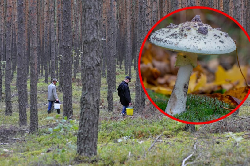 Śmiertelnie niebezpieczny muchomor sromotnikowy. Jest nazywany "zabójcą o łagodnym smaku" /Piotr Kamionka/ REPORTER /East News