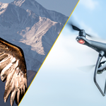 Śmigła w dronach zostaną zastąpione przez… pierzaste zrobotyzowane skrzydła?