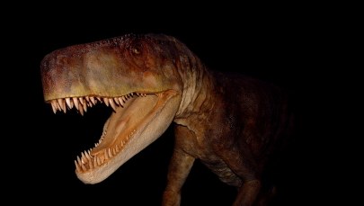 Smok wawelski, drapieżca z epoki triasu, gryzł kości