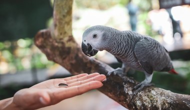 Smutna wiadomość z zoo. Papuga mówiła jak człowiek, znała ponad 200 słów