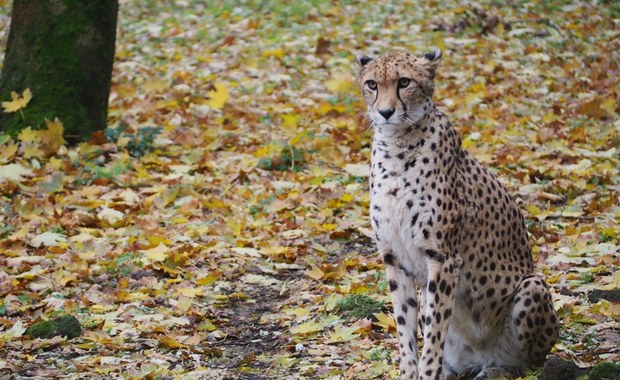 Smutne wieści z warszawskiego zoo. Wilma wyjeżdza do Grecji 