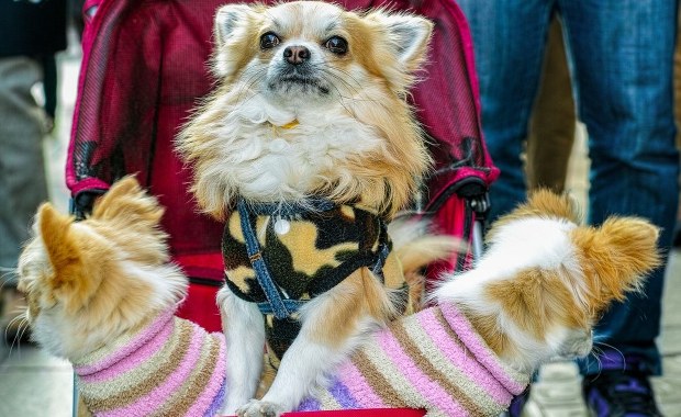 Smycz zamiast pieluch. Coraz więcej osób decyduje się na "futrzaste dzieci"?