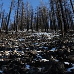 Śnieg stopniał za wcześnie. I teraz zaczną się problemy