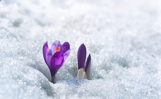 Śnieg sypnął i przykrył tatrzański symbol wiosny. To nie koniec opadów