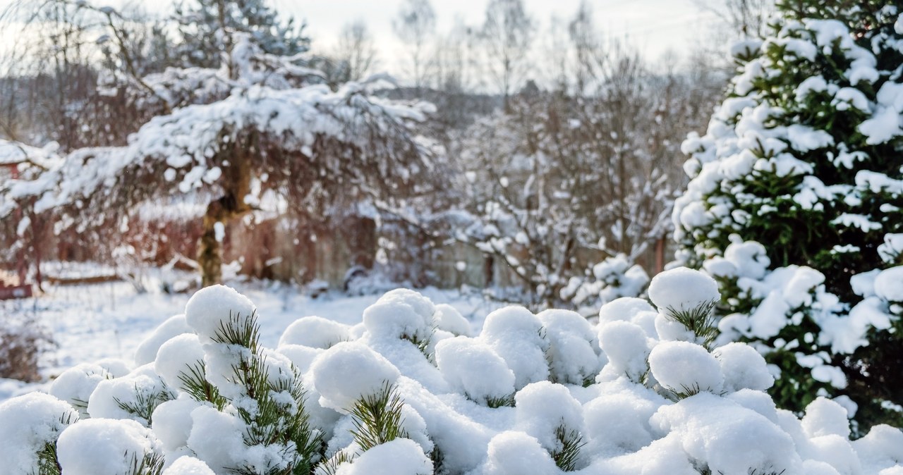 Śnieg w ogrodzie może okazać się bardzo przydatny /123RF/PICSEL