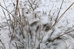 Śnieg w Zakopanem