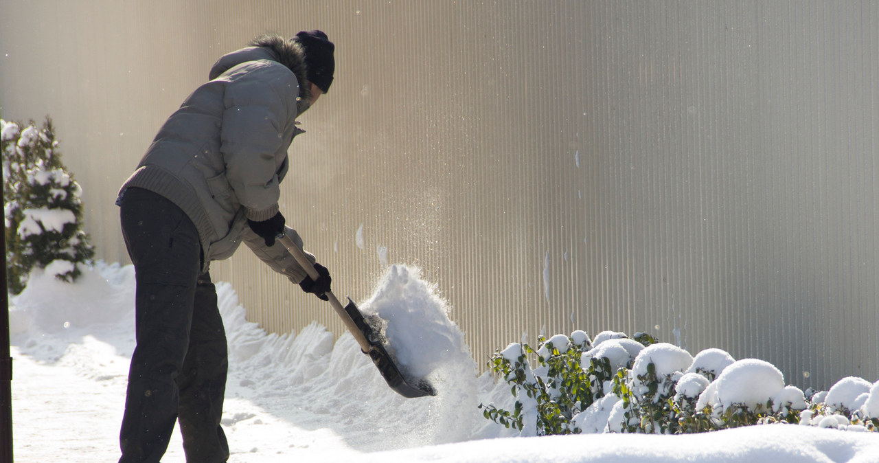 Śnieg z roślin należy delikatnie usunąć łopatą bądź miotłą. Czasami wystarczy potrząśnięcie gałązką. /123RF/PICSEL