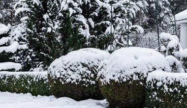 Śnieg zasypał krzewy w ogrodzie? Ogrodnik radzi, czy trzeba je odśnieżać 