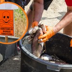 Śnięte ryby i martwe bobry w skażonej Odrze. Woda jest groźna dla ludzi