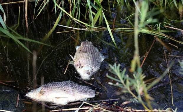 Śnięte ryby na Odrze. Wojewoda zwołał posiedzenie kryzysowe