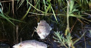 Śnięte ryby na Odrze. Wojewoda zwołał posiedzenie kryzysowe