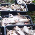 Śnięte ryby niedaleko Szczecina. Wyłowiono 360 kg