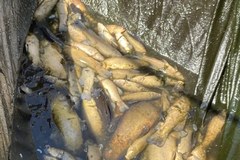 Śnięte ryby w gospodarstwie rybnym zlokalizowanym w miejscowości Wierzenica