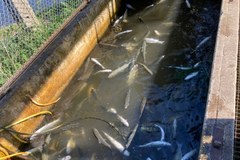 Śnięte ryby w gospodarstwie rybnym zlokalizowanym w miejscowości Wierzenica