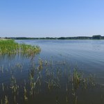 Śnięte ryby w Jeziorze Niepruszewskim. Pobrano próbki wody do badań