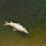 Śnięte ryby w Kanale Gliwickim. Eksperci ustalają przyczyny 