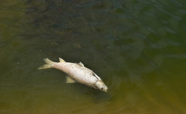 Śnięte ryby w Kanale Gliwickim. Eksperci ustalają przyczyny 
