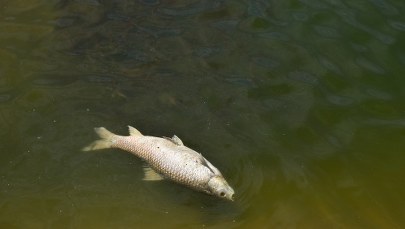 Śnięte ryby w Kanale Gliwickim. Eksperci ustalają przyczyny 