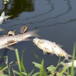 Śnięte ryby w Kanale Gliwickim. Są wstępne wyniki badań próbek wody