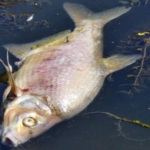 Śnięte ryby w Kanale Gliwickim. Strażacy mają natleniać wodę