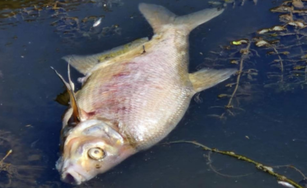 Śnięte ryby w Kanale Gliwickim. Strażacy mają natleniać wodę