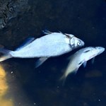 Śnięte ryby w Kanale Gliwickim. W próbkach wody wykryto złote algi