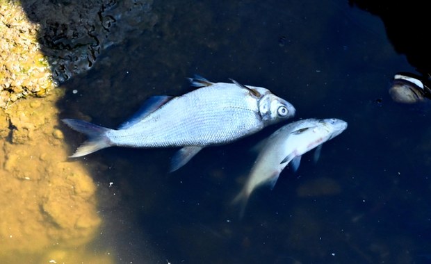 Śnięte ryby w Kanale Gliwickim. W próbkach wody wykryto złote algi