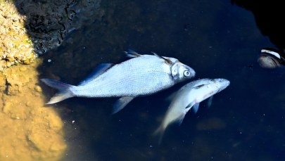 Śnięte ryby w Kanale Gliwickim. W próbkach wody wykryto złote algi