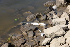 Śnięte ryby w kolejnej rzece. Urząd Wojewódzki: Nie ma powodów do paniki