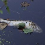 Śnięte ryby w kolejnym zbiorniku. Tym razem w Krakowie