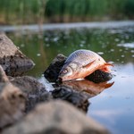 Śnięte ryby w Odrze. Jest zawiadomienie do prokuratury 