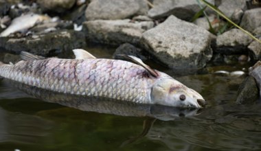 Śnięte ryby w Odrze. Polska stawia zaporę