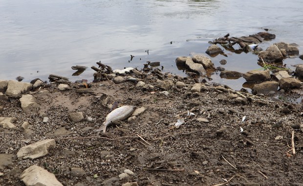 Śnięte ryby w Odrze. Przesłuchano 400 osób, zarzutów brak