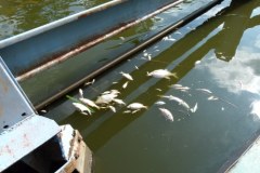 Śnięte ryby w Odrze we Wrocławiu