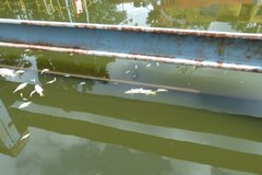 Śnięte ryby w Odrze we Wrocławiu
