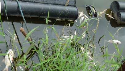 Śnięte ryby w Odrze we Wrocławiu