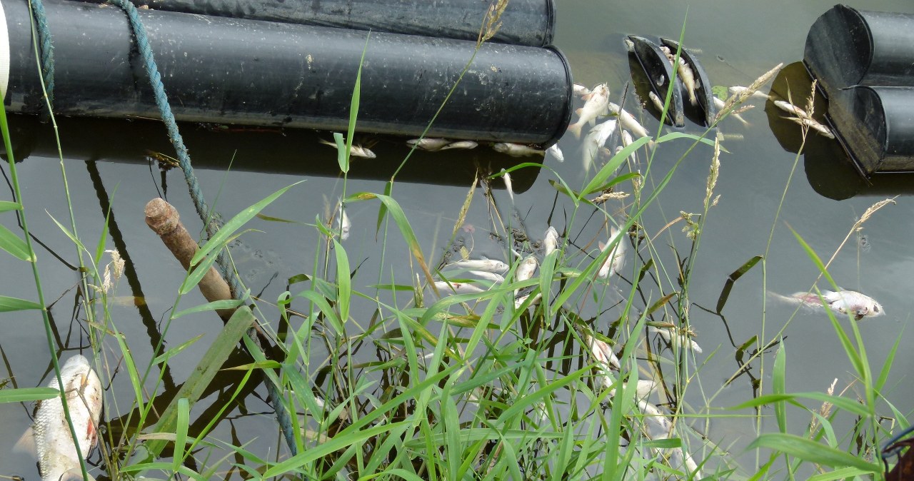 Śnięte ryby w Odrze we Wrocławiu