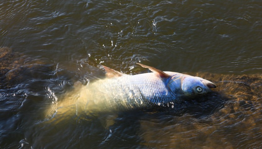 Śnięte ryby w Odrze, wędkarze mówią o katastrofie ekologicznej