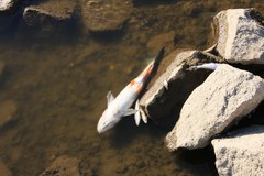 Śnięte ryby w Odrze, wędkarze mówią o katastrofie ekologicznej