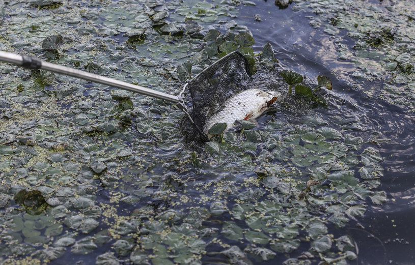 Śnięte ryby w Odrze /PIOTR JEDZURA/REPORTER /East News