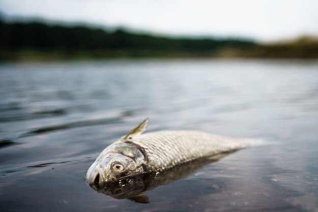 Śnięte ryby w Odrze /Clemens Bilan /PAP/EPA