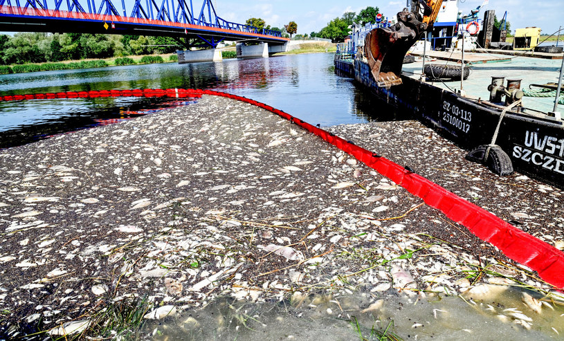 Śnięte ryby w Odrze /East News