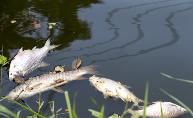 Śnięte ryby w Odrze 
