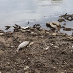 Śnięte ryby w rezerwacie Kwiecewo. Przyczyną może być przyducha