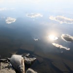 Śnięte ryby w rzece Ner. Sztab kryzysowy w drugim województwie