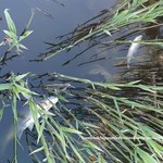 Śnięte ryby w starorzeczu Odry. Wojewoda opolski apeluje
