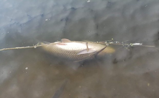 Śnięte ryby w zalewie Muchawka na Mazowszu