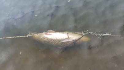 Śnięte ryby w zalewie Muchawka na Mazowszu