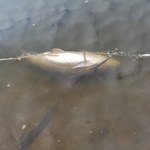 Śnięte ryby w zalewie w Nieliszu. Są wyniki badań wody