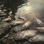 Śnięte ryby w Zbiorniku Czernica koło Wrocławia i w fosie miejskiej
